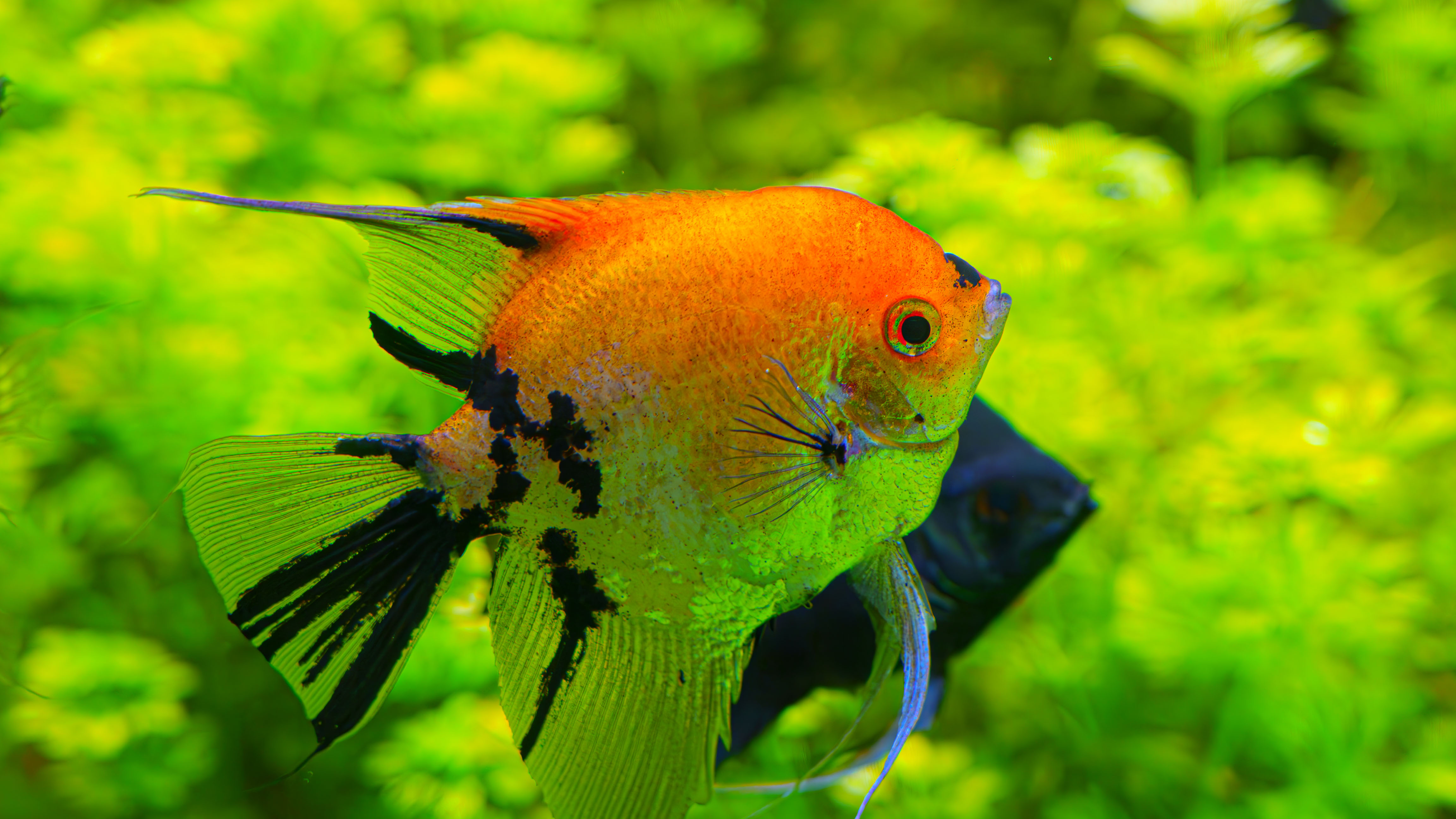 浅虫水族館の魚群