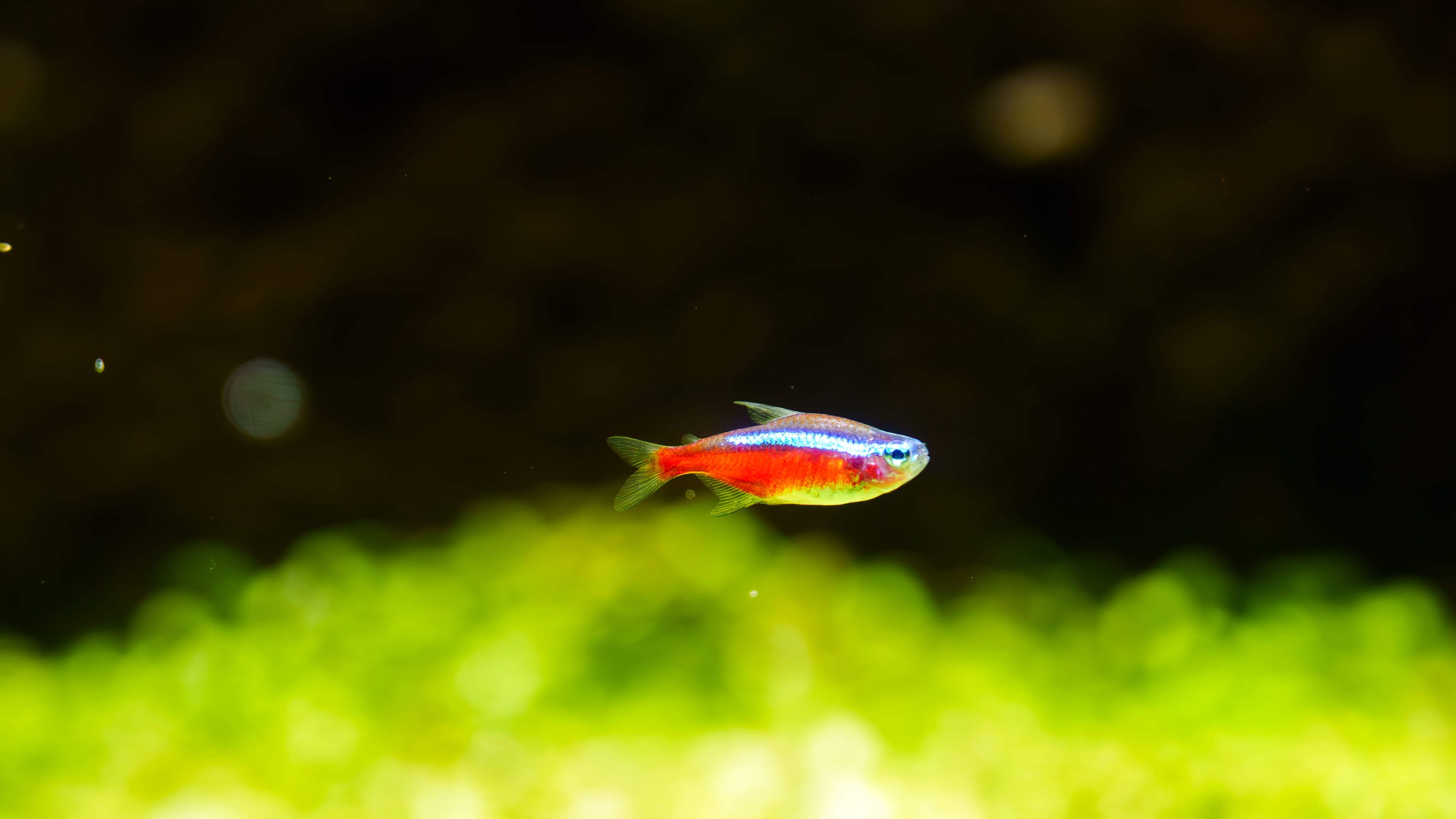 浅虫水族館の魚