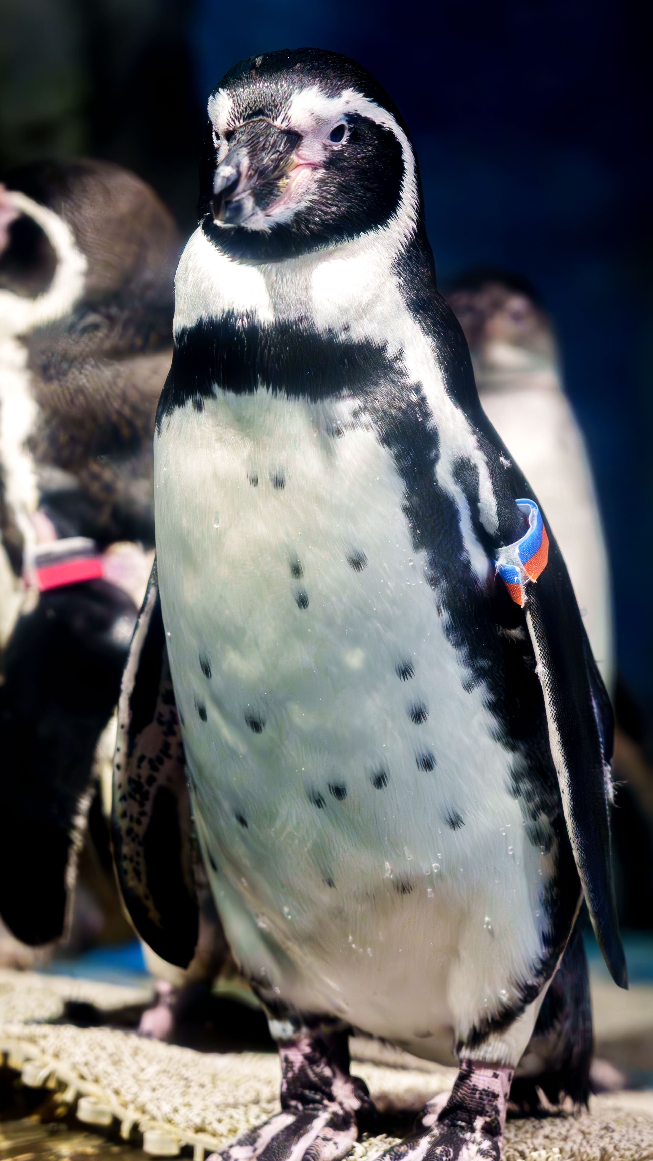 浅虫水族館のペンギン