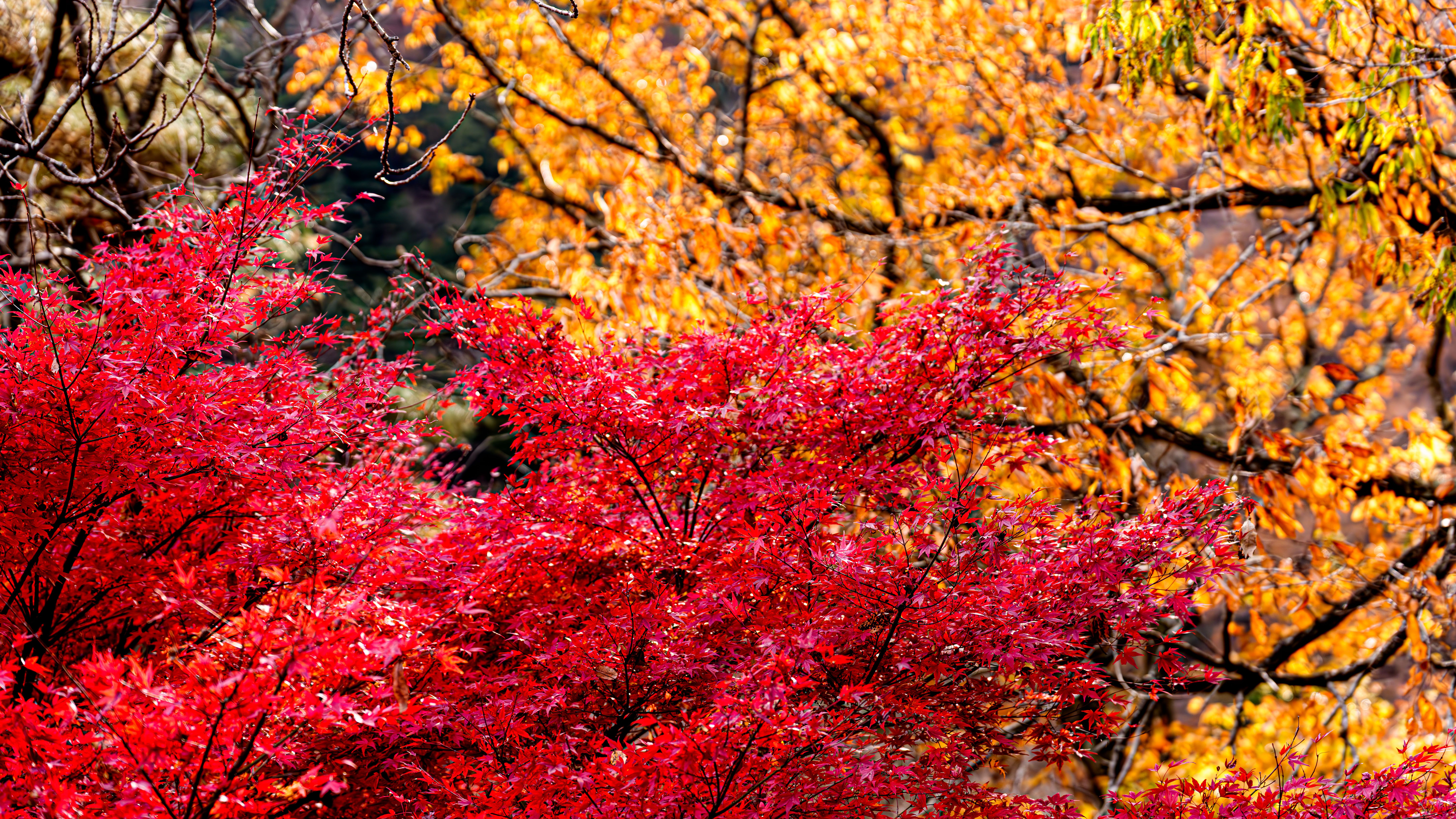 秋の紅葉