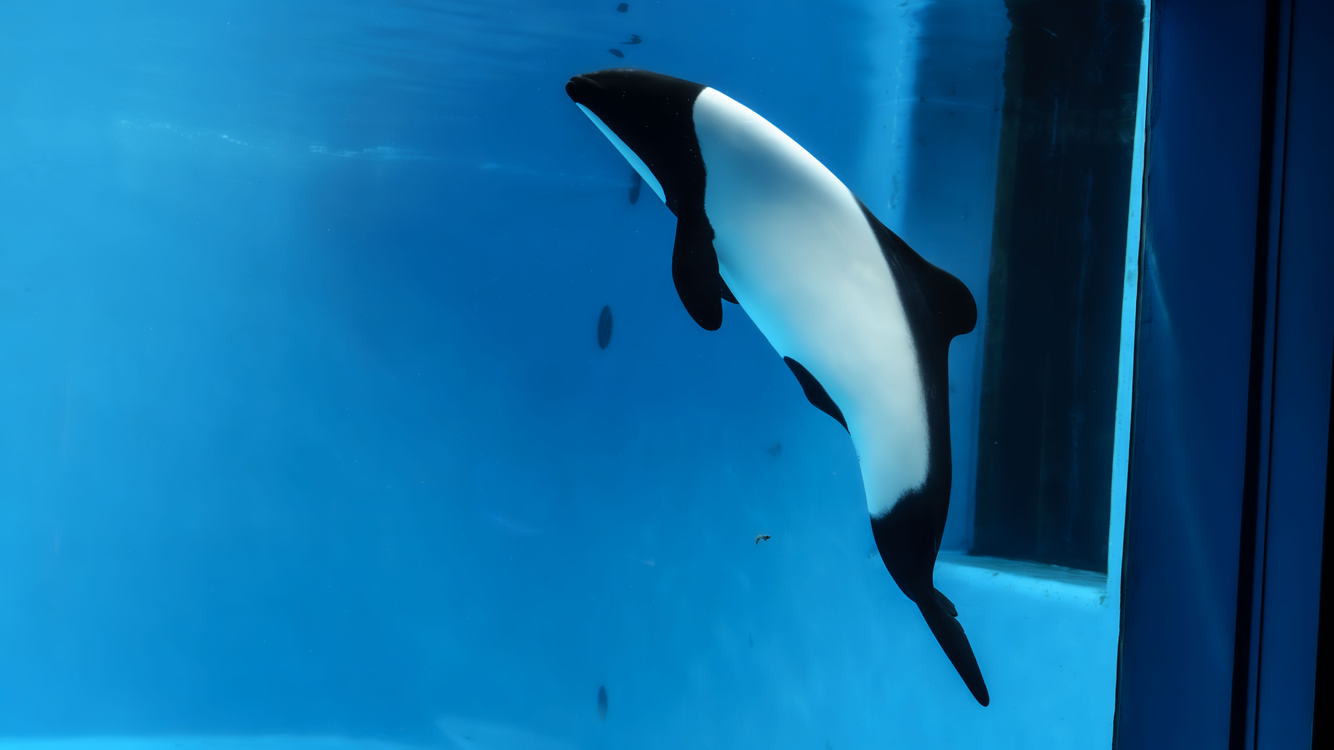 仙台うみの杜水族館のイロワケイルカ
