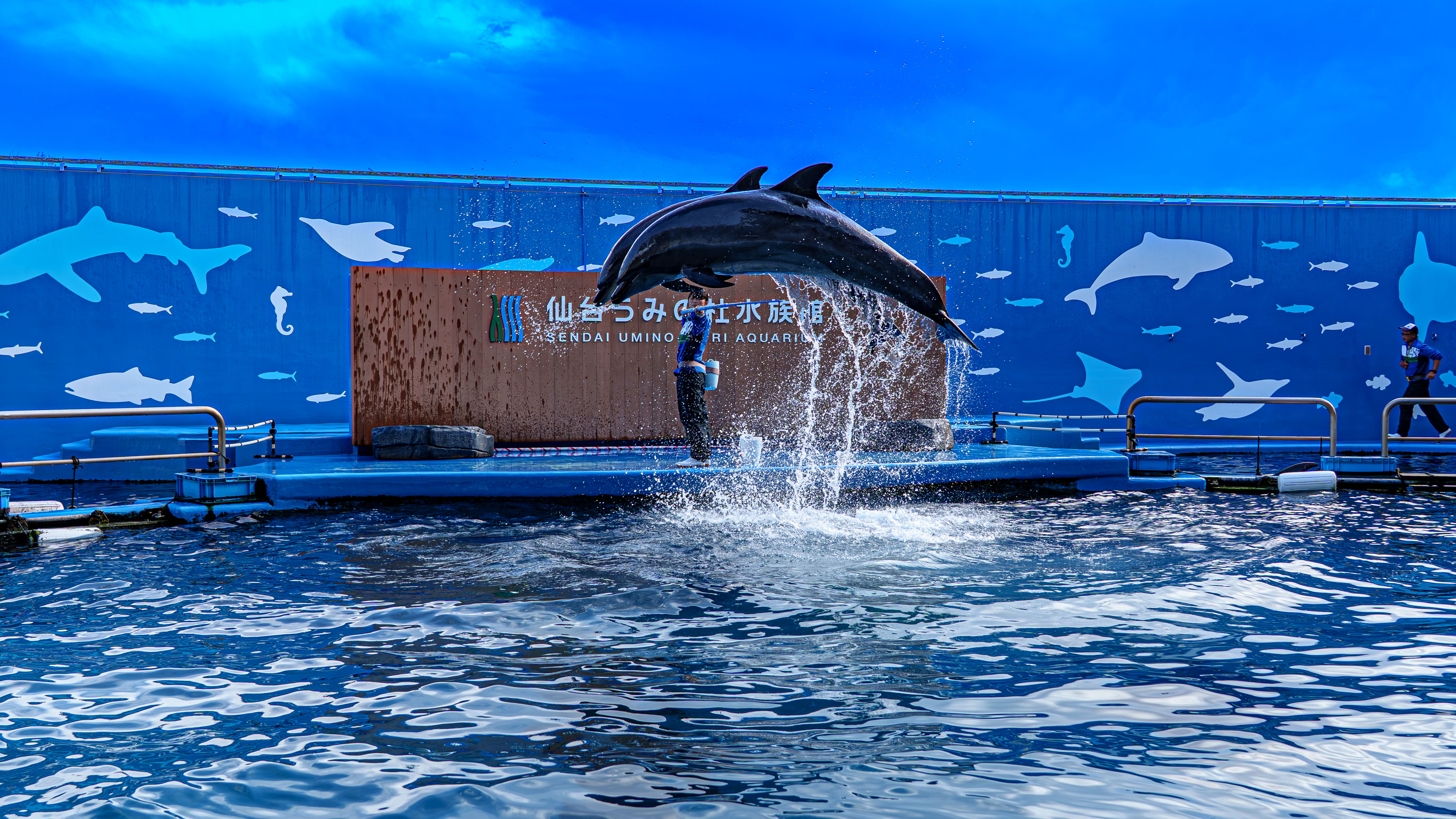 仙台うみの杜水族館のイルカジャンプ