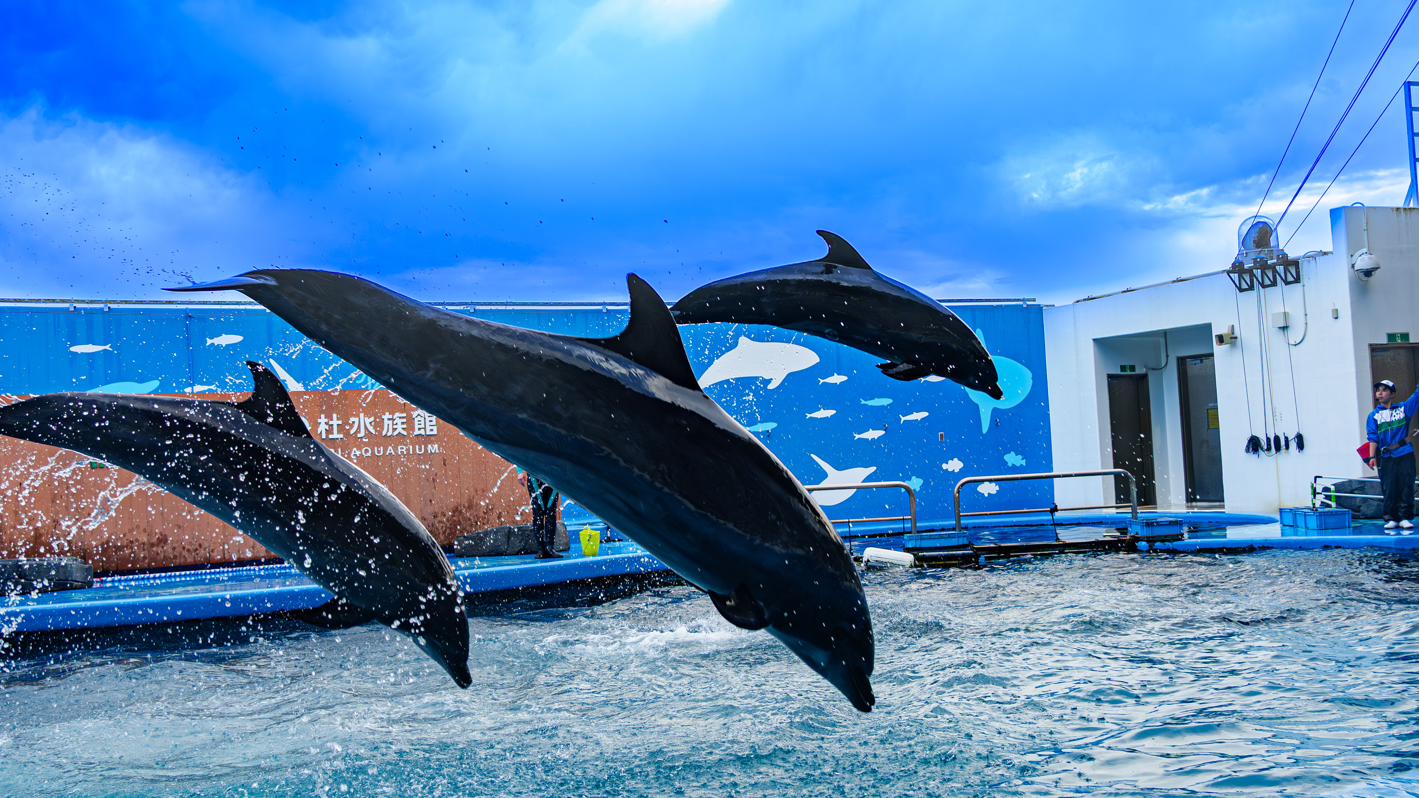 仙台うみの杜水族館の2頭のイルカ