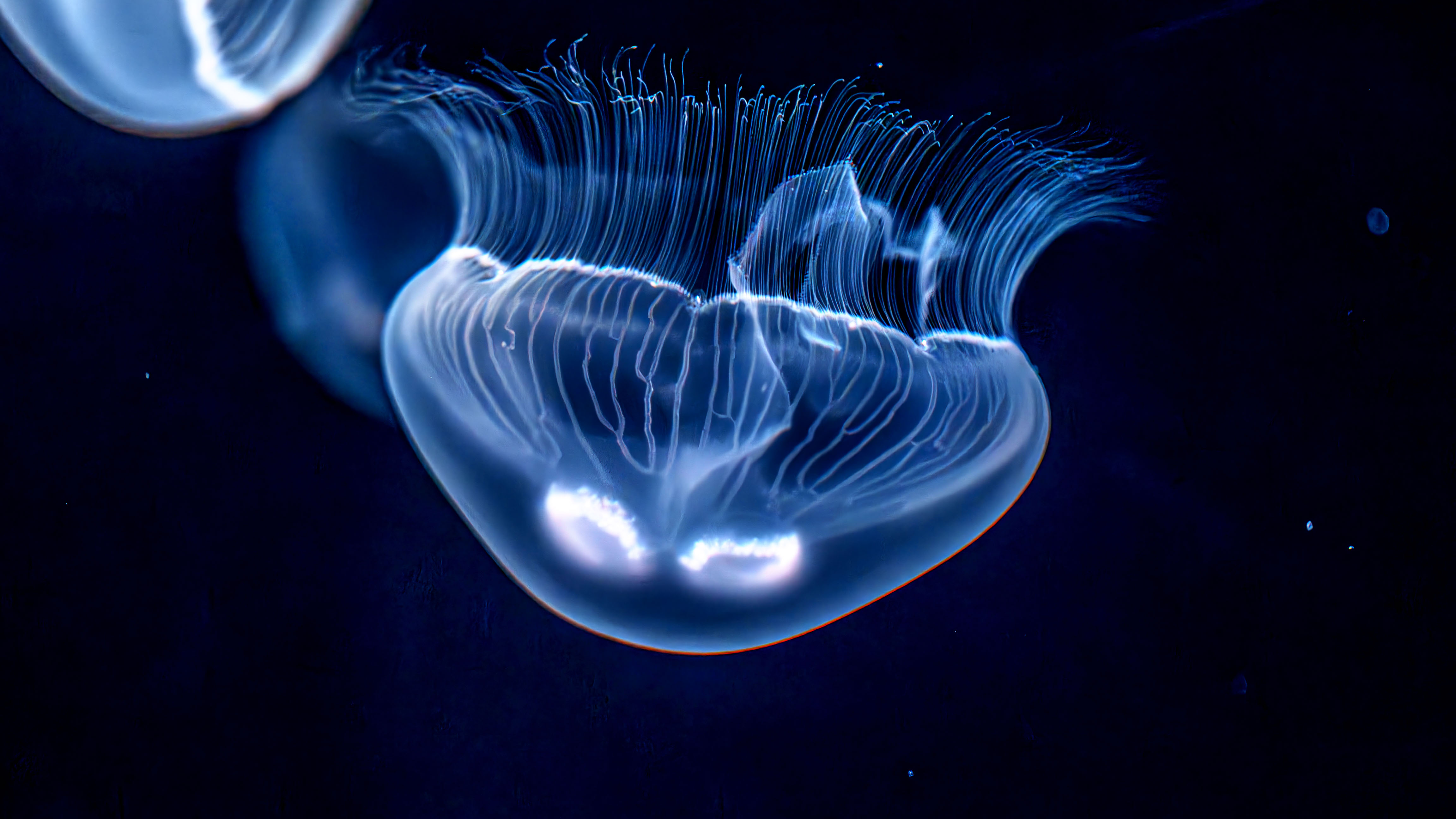 仙台うみの杜水族館のくらげ（接写）