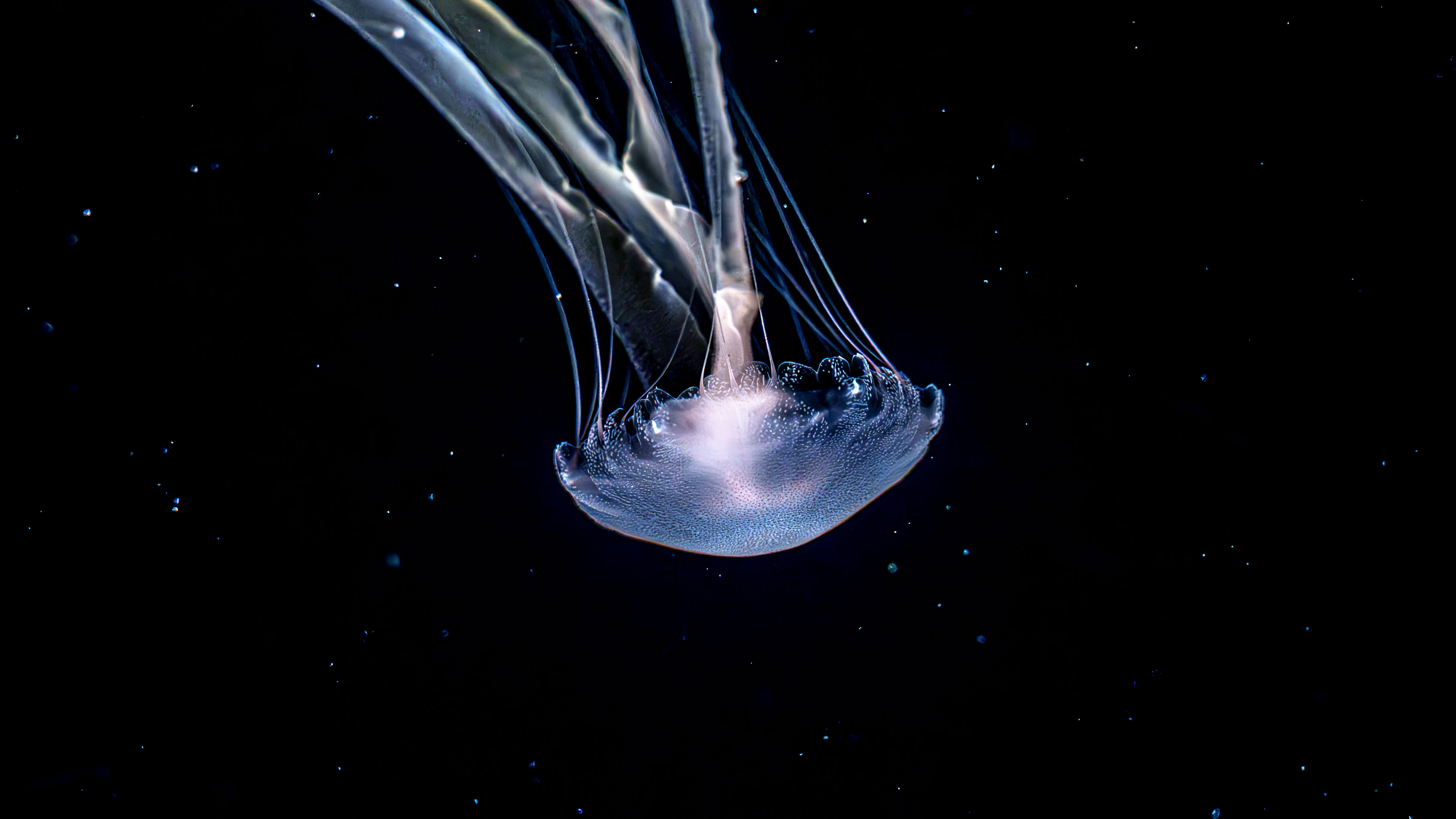 仙台うみの杜水族館のくらげの触手