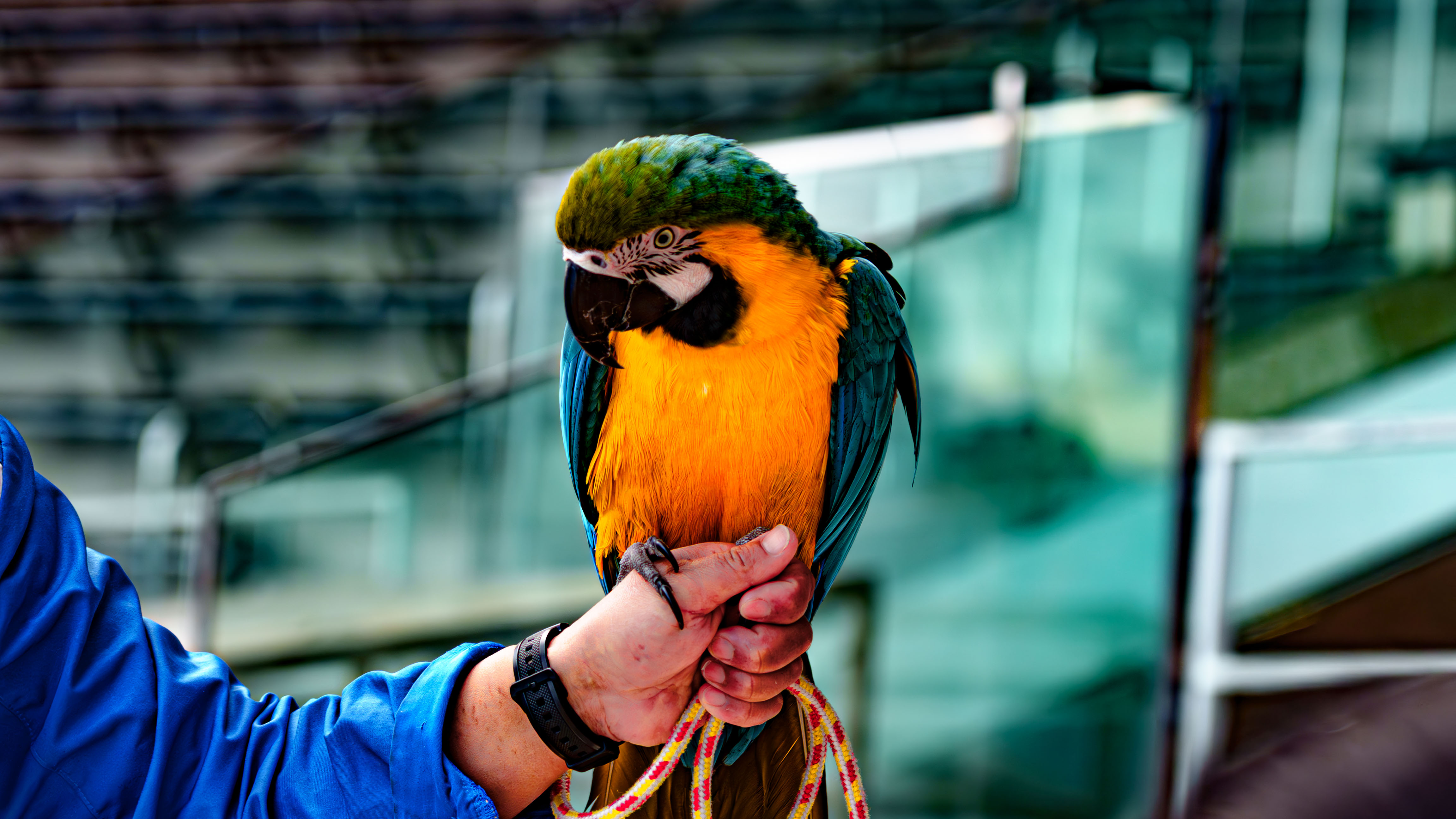 仙台うみの杜水族館のコンゴウインコ