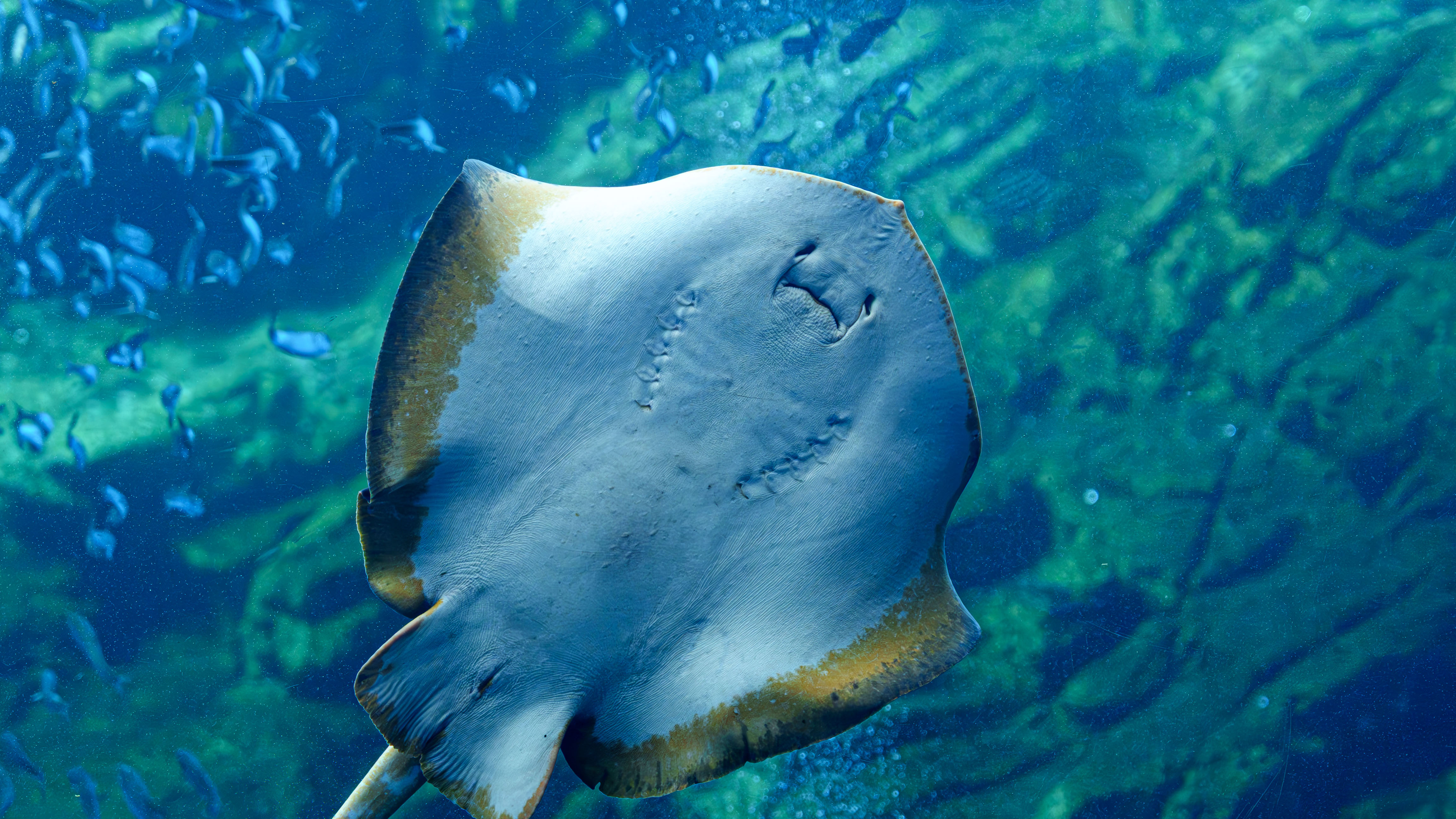 仙台うみの杜水族館のマンボウ